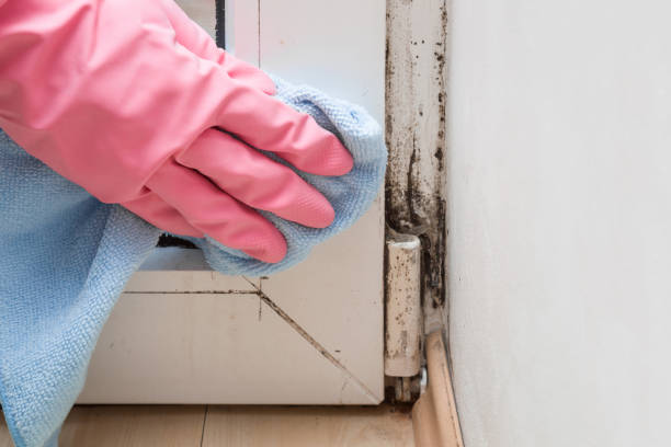 Best Commercial Mold Remediation in Montrose, CO